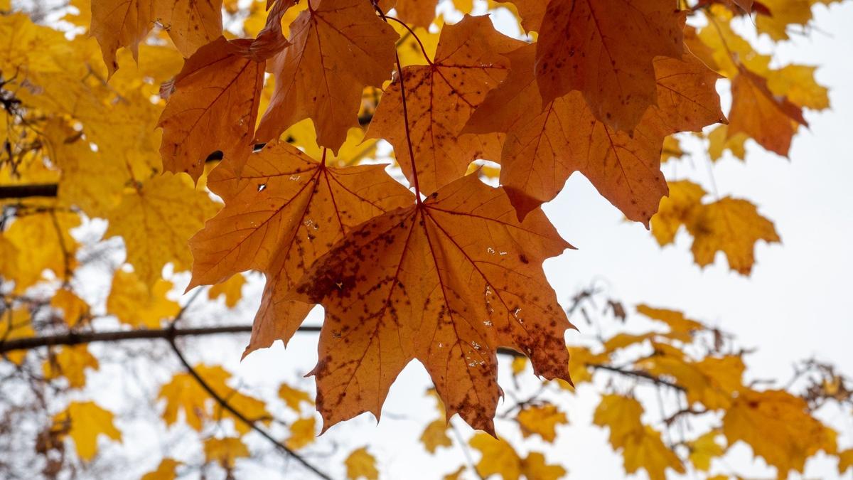 Фото: Олег Золото / МР7