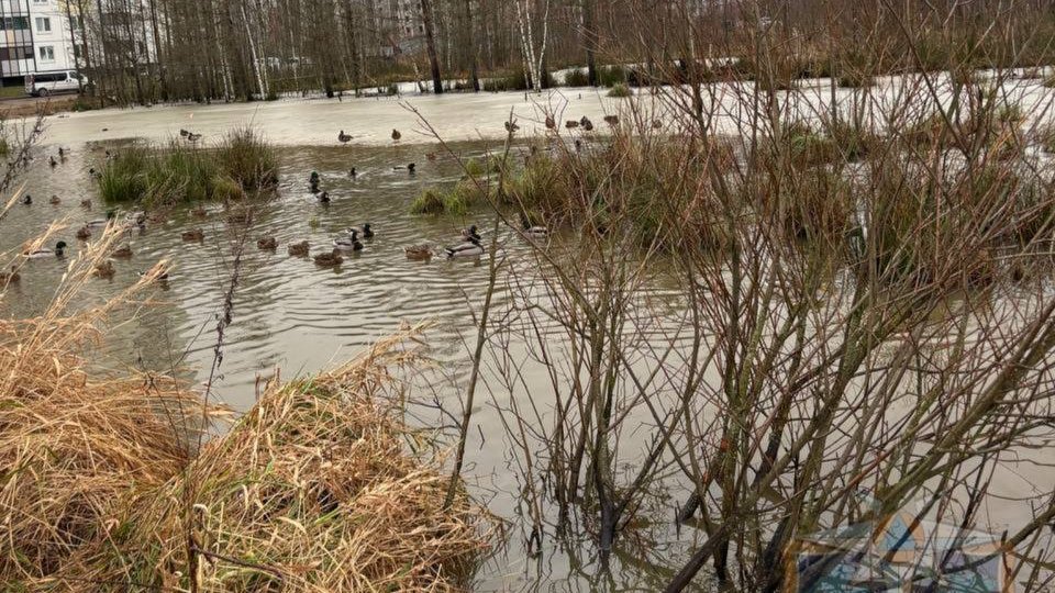 Фото: Аварийно-спасательная служба Ленобласти