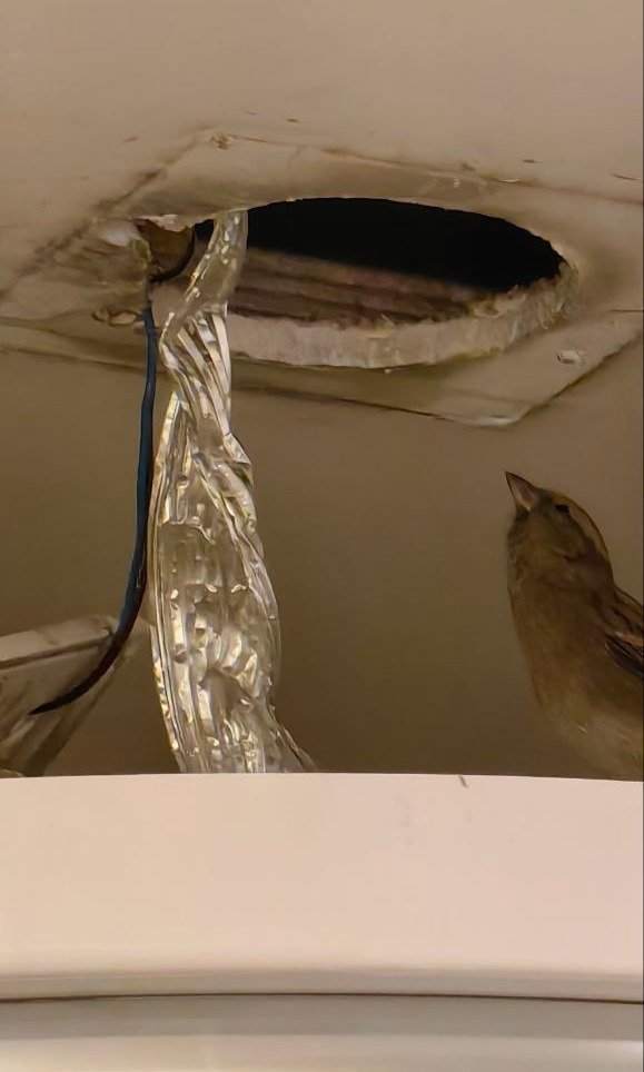 Фото: Кошкиспас