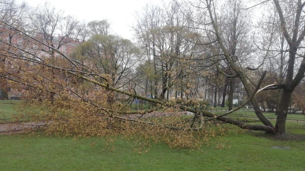 Фото: комитет по благоустройству Петербурга