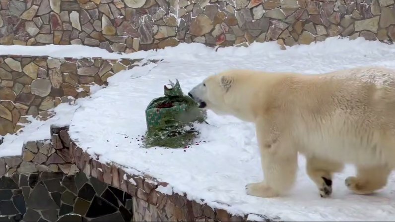 Скриншот видео: Ленинградский зоопарк