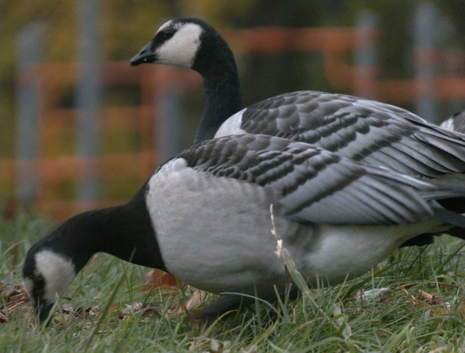 Белощекие казарки. Фото: «Каждой твари по паре / Павел Глазков»
