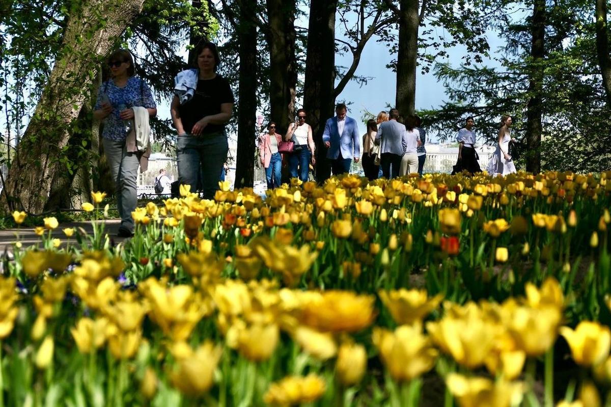 Гид по тюльпанам Петербурга