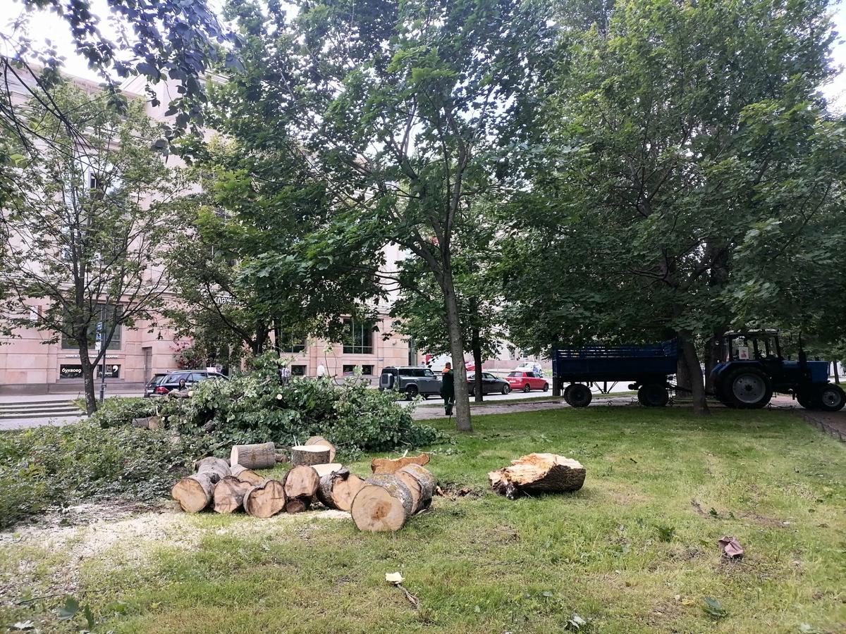 Последствия урагана в июле 2025-го — Александровский парк. Фото: MR7