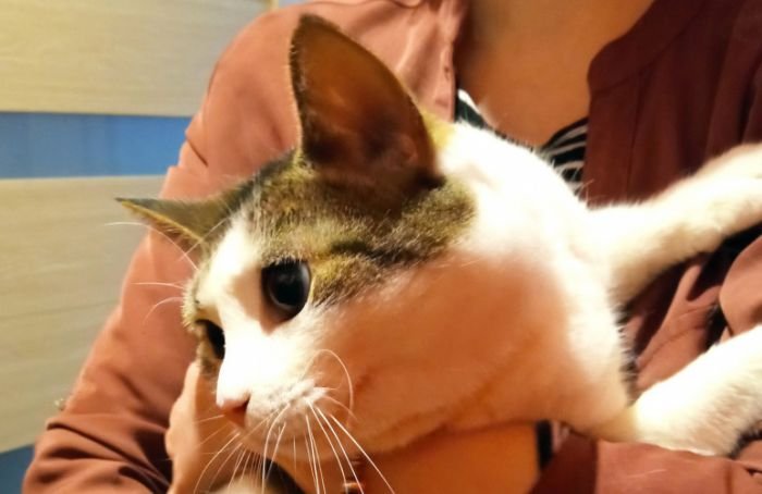 В Петербурге спасли кошку, застрявшую в коробе для труб