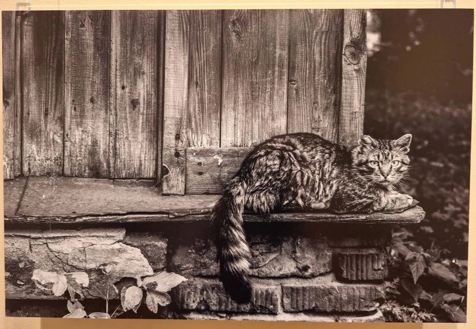 Андрей Богатырёв — «Кот около старого дома». Изображение: предоставлено музеем истории Санкт-Петербурга