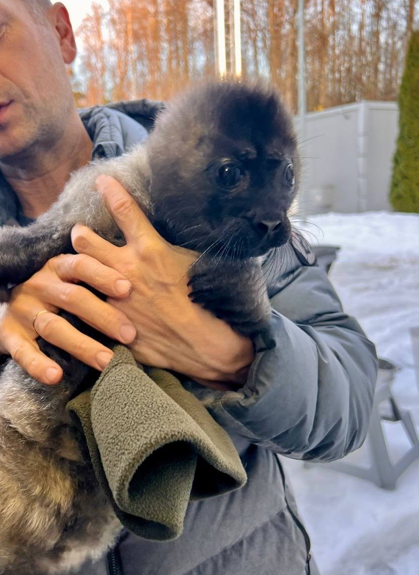 Фото: Фонд друзей балтийской нерпы