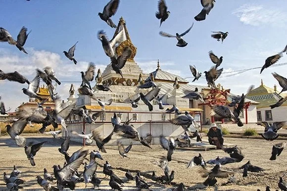 580_Голуби в монастыре Гандантэгчинлен Хийд, Улан-Батор.jpg