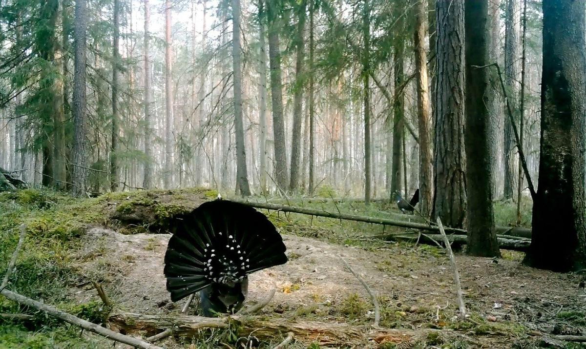 Фото: Павел Глазков / «Каждой твари по паре»