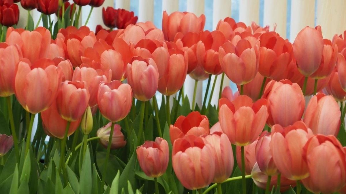 Цветы Северной столицы: что и почему покупают петербуржцы в 2026 году