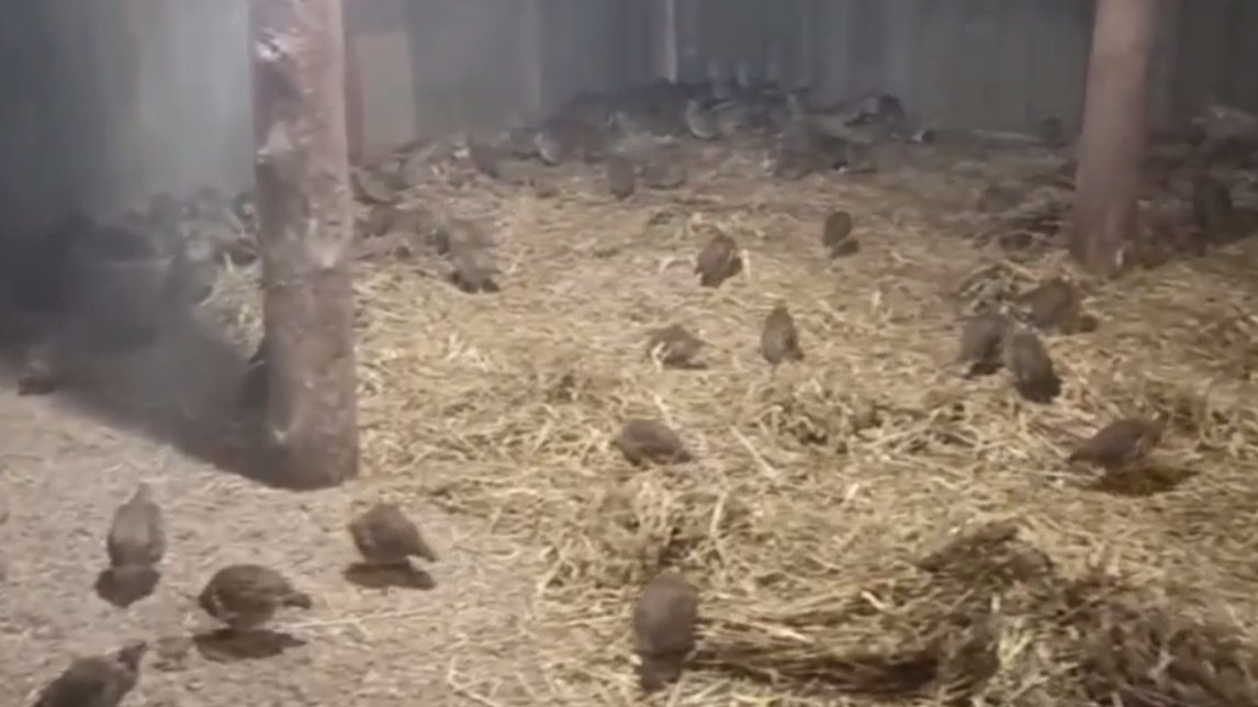 Скриншот видео: Охотнадзор