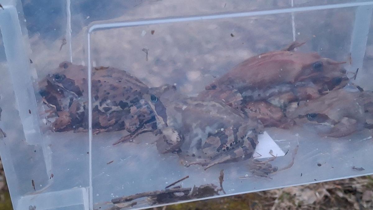 Жители Приморского района пытаются своими силами помочь лягушкам на Шуваловском проспекте в период нереста