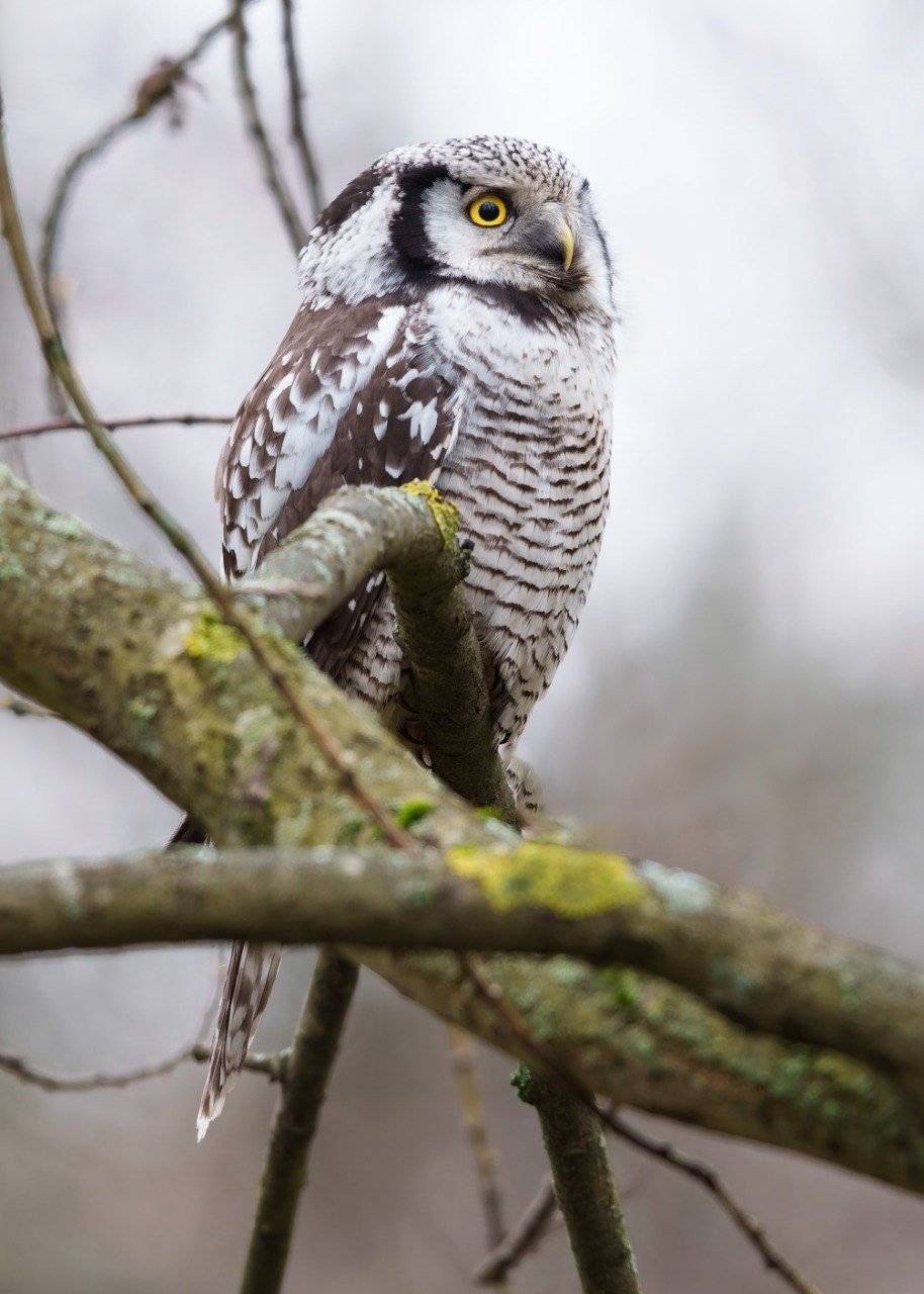 Фото: Станислав Крутоверцев / «Каждой твари по паре»