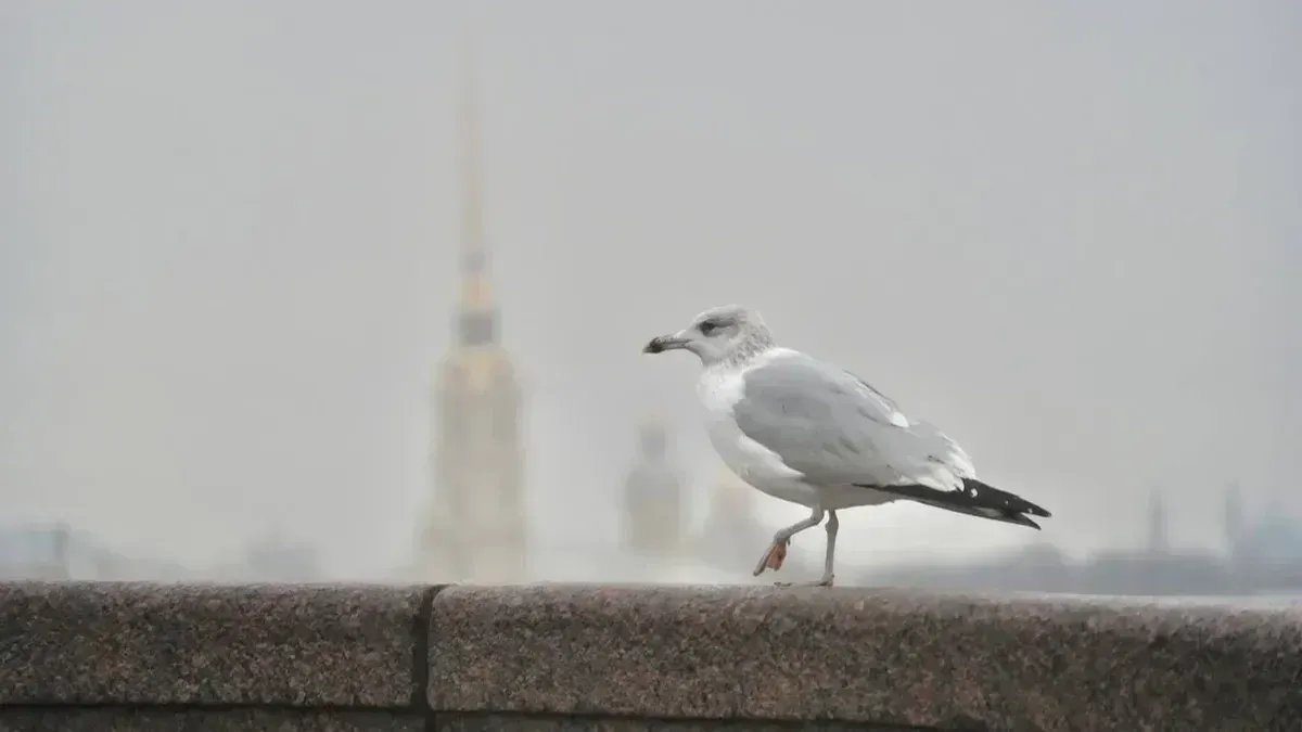 Фото: Павел Даиси / MR7