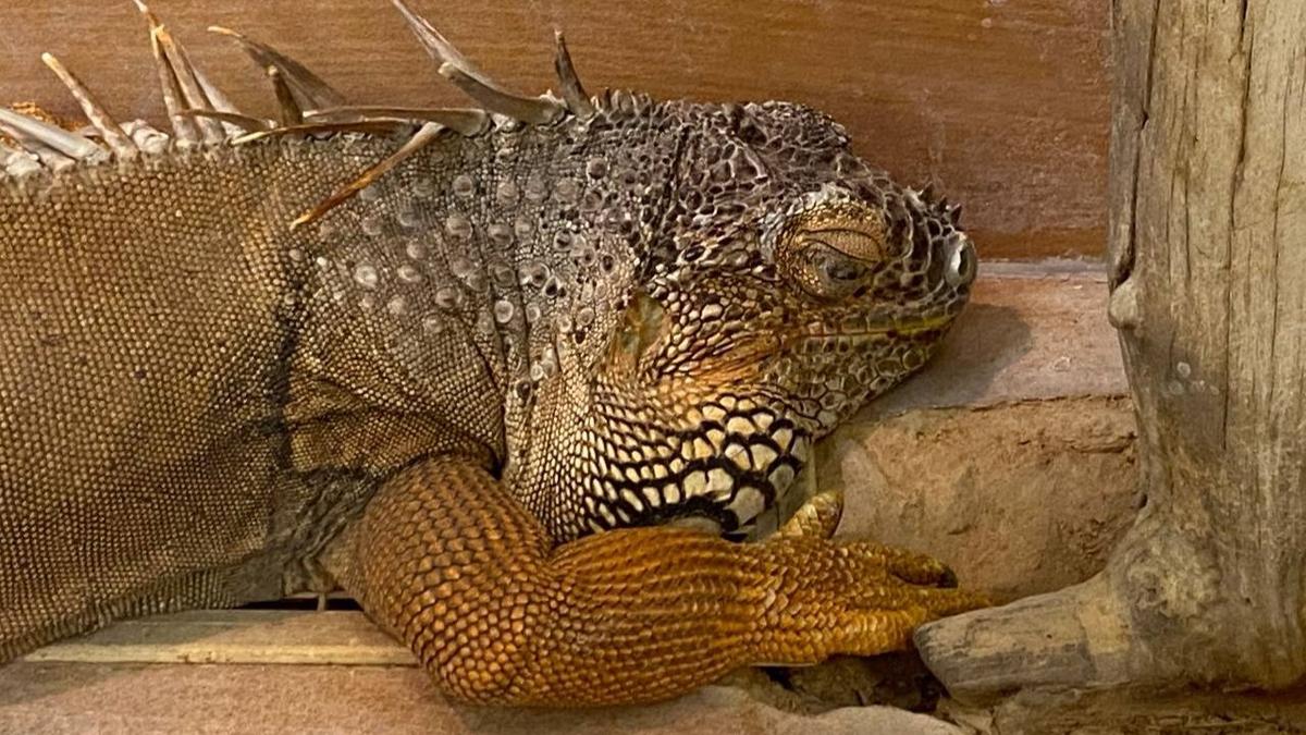 Террариум с игуаной без воды и ультрафиолетовой лампы нашли в медсанчасти Петергофа