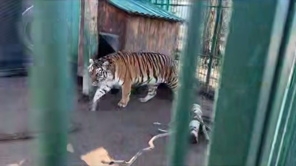 Скриншот видео: telegram-канал Светланы Радионовой