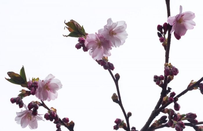 Петербуржцы делятся фотографиями цветущей в городе сакуры