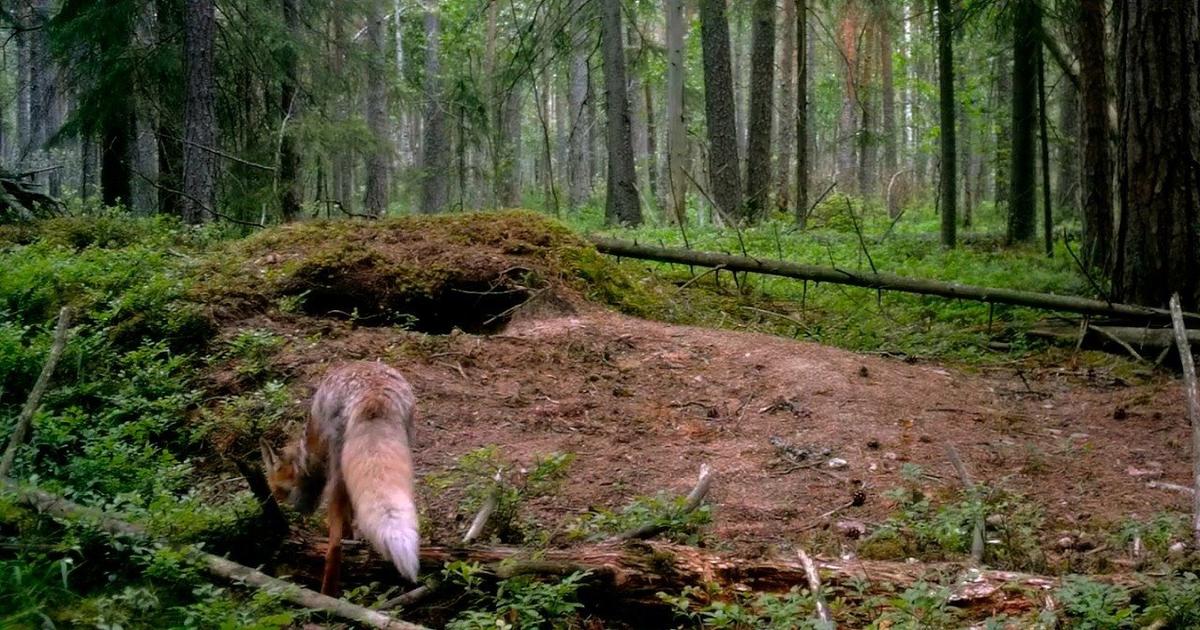 Фото: Павел Глазков / «Каждой твари по паре»