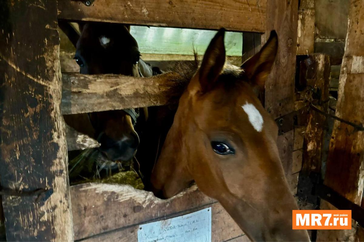 Фото: Елизавета Наливайко / MR7