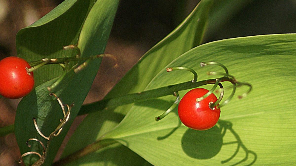 Двухлетняя девочка отравилась ягодами ландыша в Петербурге