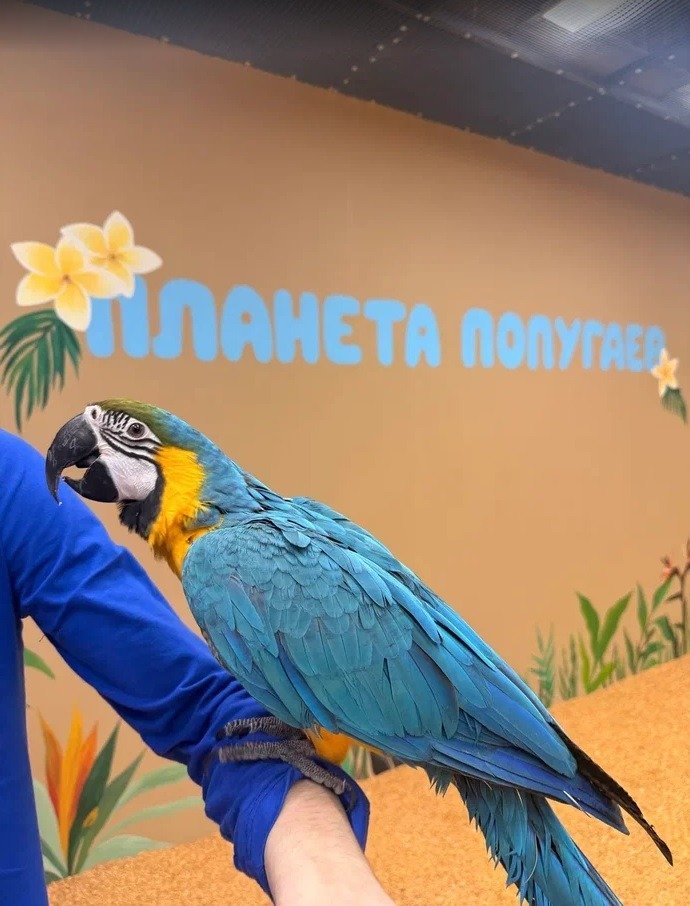 Фото: «Охта Молл»