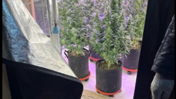 Семейную наркоплантацию обнаружили в Петергофе