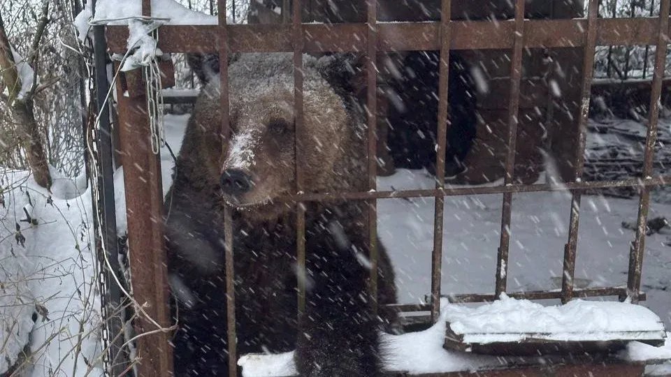 Брошенная хозяином в Ленобласти медведица Маша нашла друга в новгородском зоопарке
