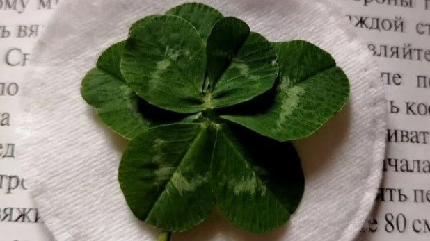 Фото предоставлено пресс-службой «Авито»