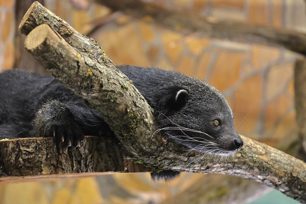 Фото: пресс-служба Ленинградского зоопарка