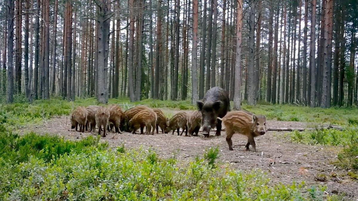 Фото: Павел Глазков / «Каждой твари по паре»