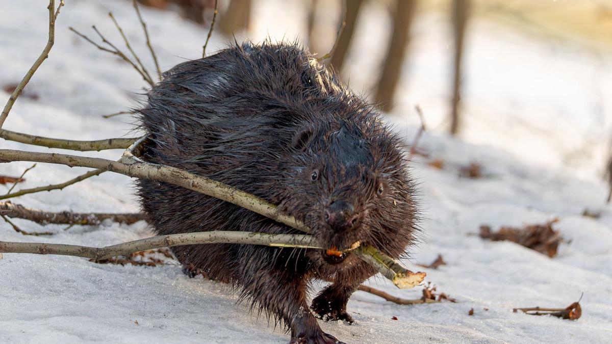 Фото: Антон Кубышкин