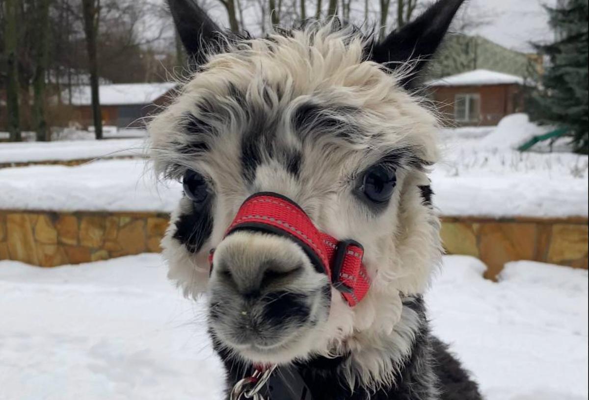 Фото: telegram-канал Бориса Пиотровского