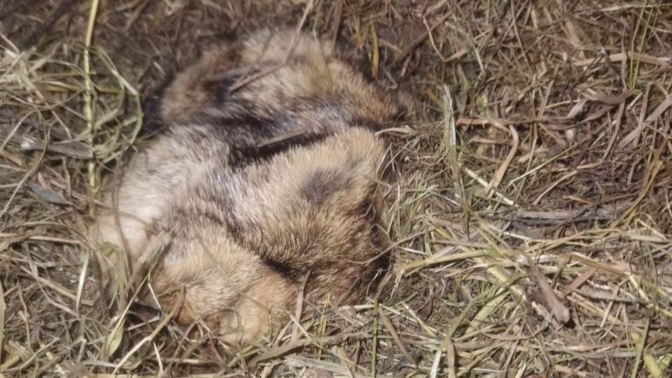 Фото: «Приют Белоснежки»