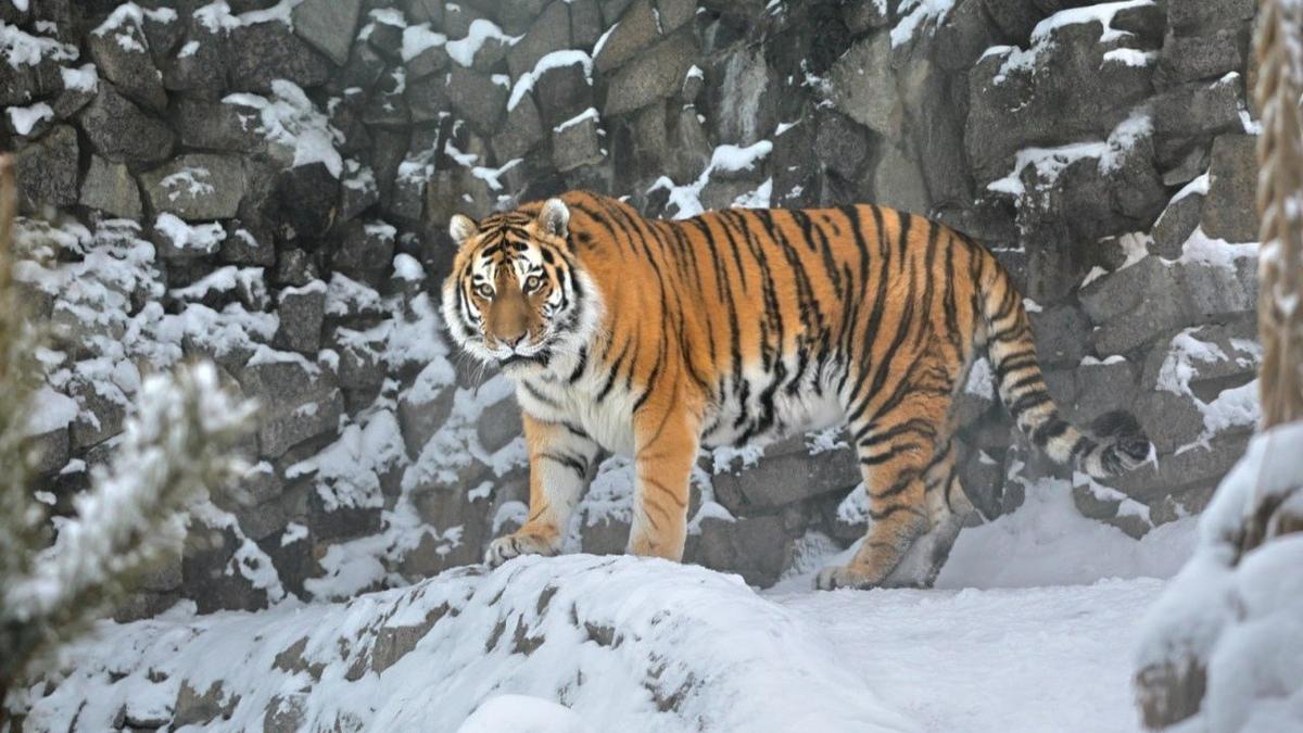 Тигр Амадей. Фото: Ленинградский зоопарк