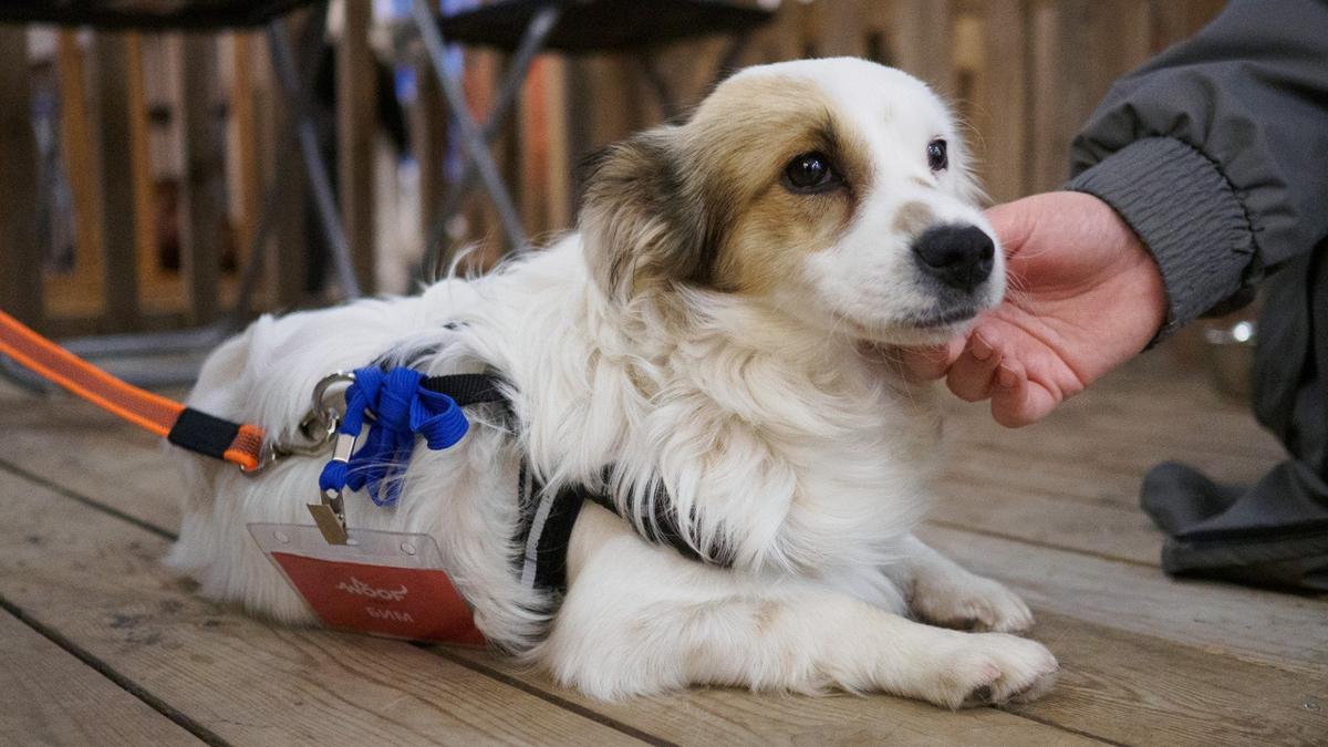 Фото: Дмитрий Абрамов / MR7