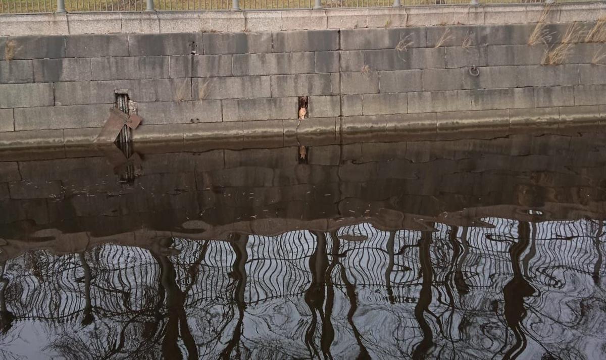 Фото: «Кошкиспас»