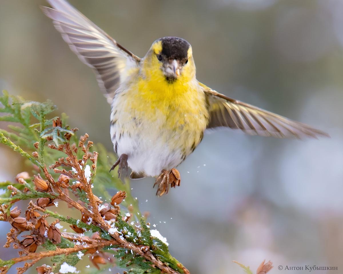 Фото: Антон Кубышкин / группа «Птицы СПб и России»