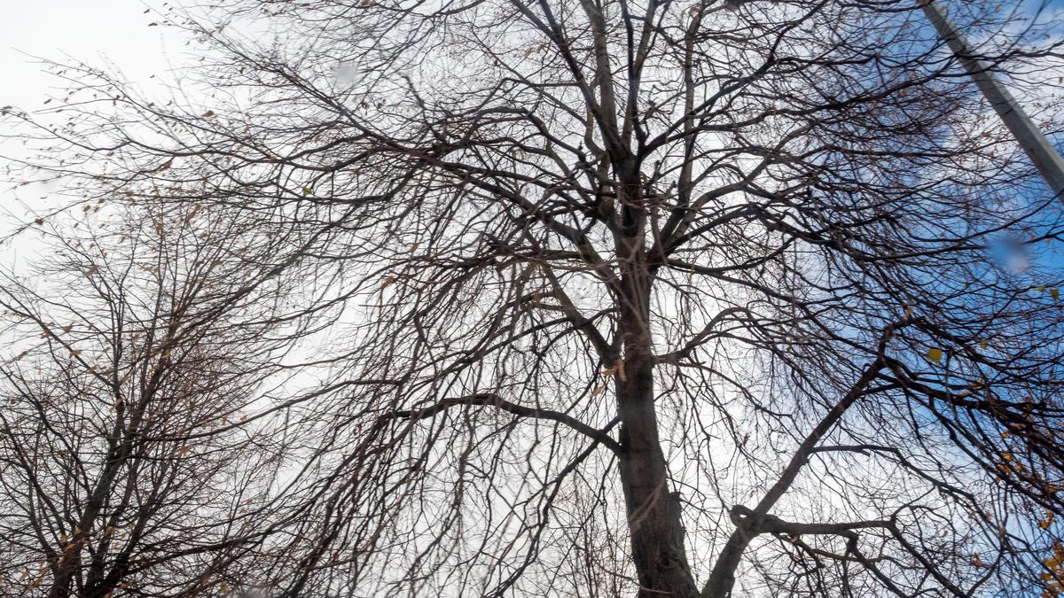 Бастрыкин заинтересовался возможной вырубкой Шуваловского леса