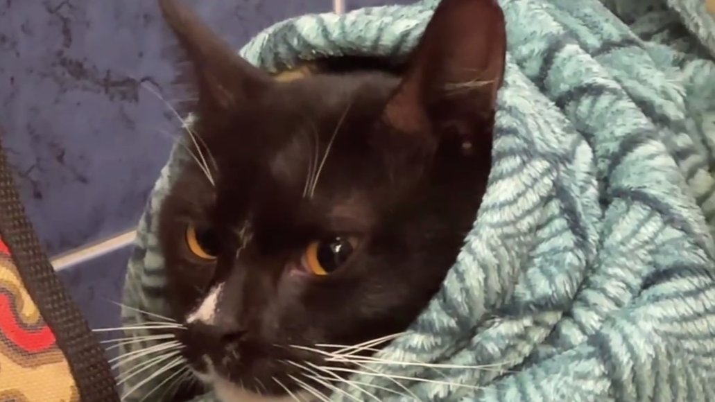 Скриншот видео: «Кошкиспас»