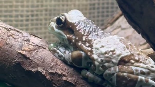 Скриншот видео: Ленинградский зоопарк