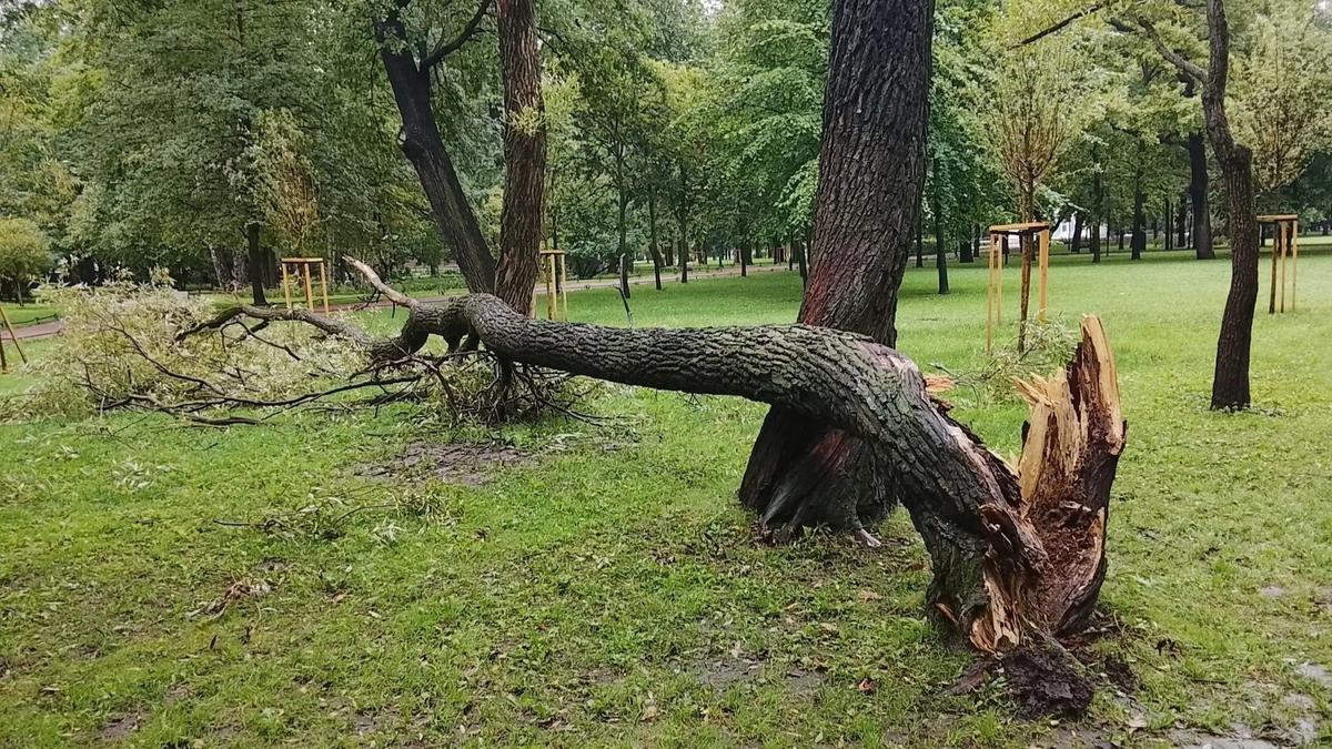 Фото: комитет по благоустройству Петербурга