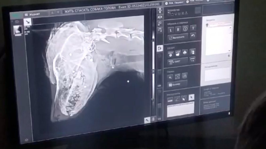 Фото: группа «Жить. Спасать. Любить. Выборг»