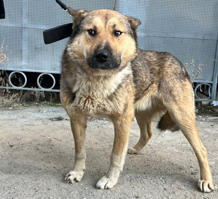 Предполагаемый «отец семейства». Фото предоставлено Мариной Сантаевой