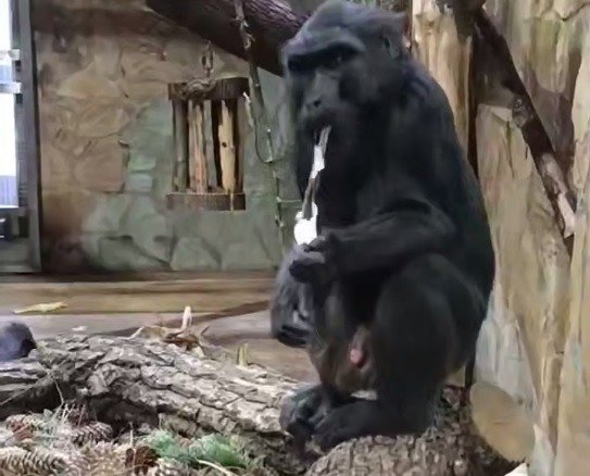 Скриншот видео: Ленинградский зоопарк