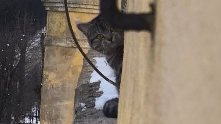 Фото: «Кошкиспас»