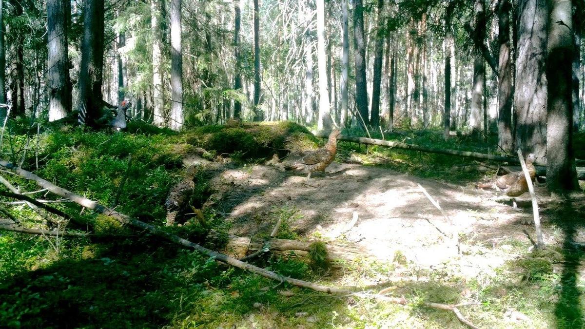 Фото: Павел Глазков / «Каждой твари по паре»