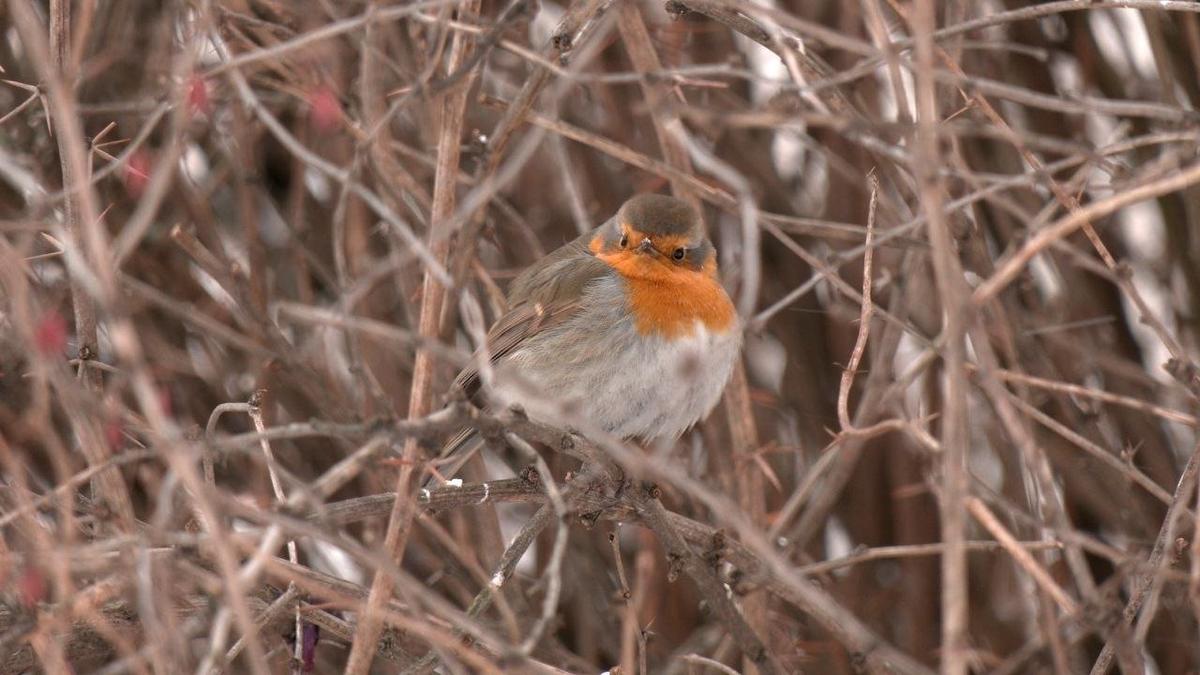 Фото: Павел Глазков / «Каждой твари по паре»