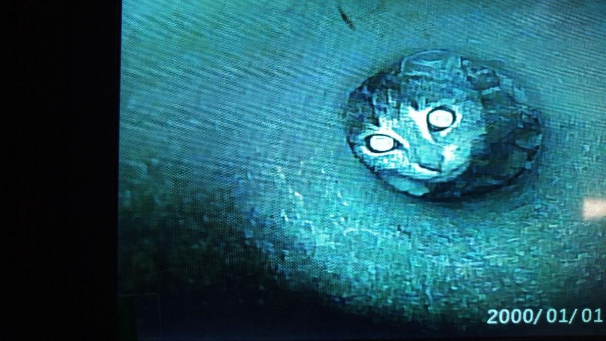 Фото: «Кошкиспас»