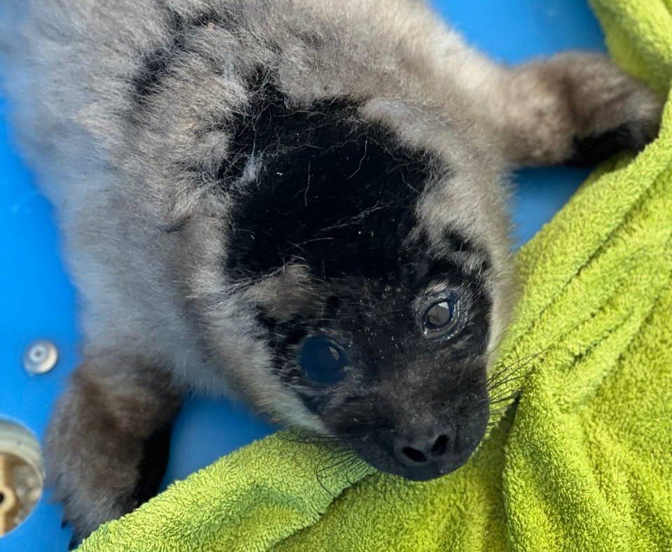 Фото: Фонд друзей балтийской нерпы