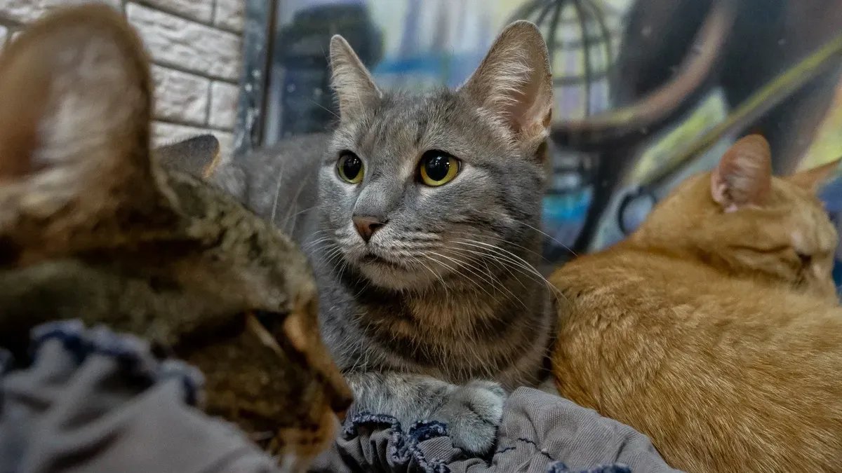 Фото: Олег Золото / MR7